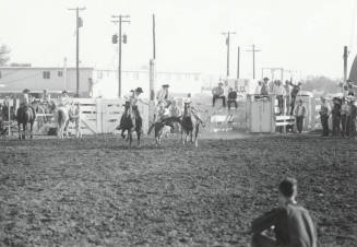 Bull Dogging at the Rodeo