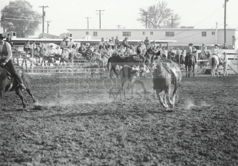 Bull Dogging at the Rodeo