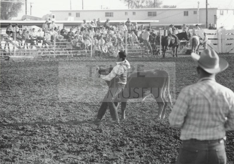Bull Dogging at the Rodeo