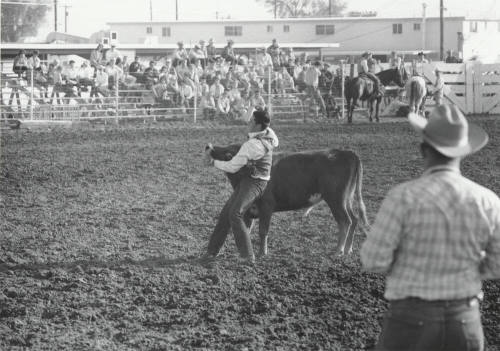 Bull Dogging at the Rodeo