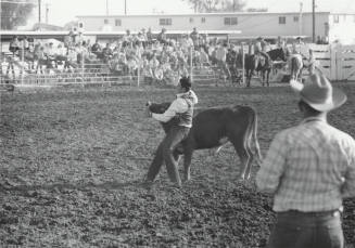 Bull Dogging at the Rodeo