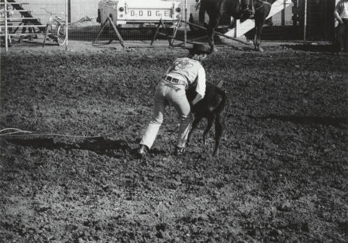 Lady Sun Devil Calf Roper at the Rodeo
