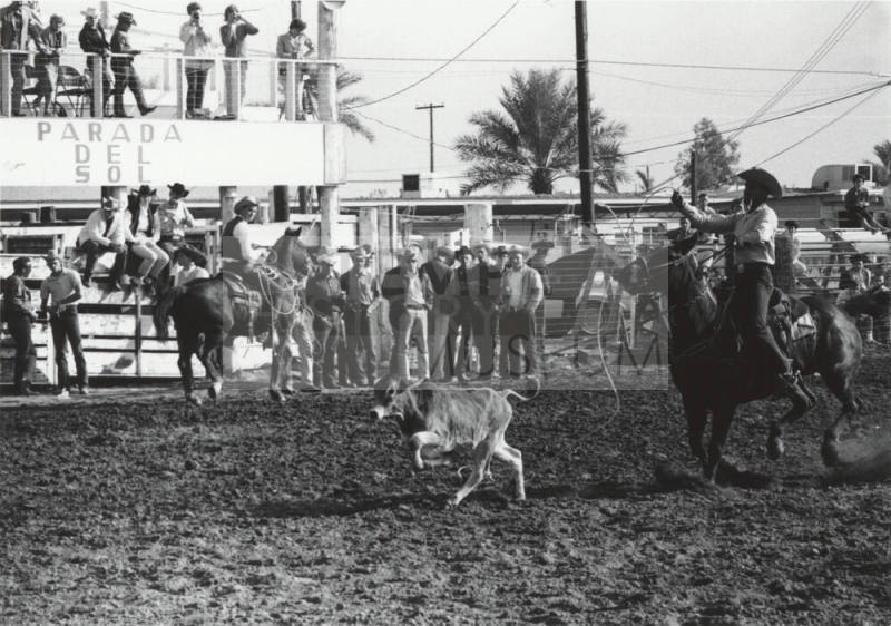 Calf Roper Misses at the Rodeo