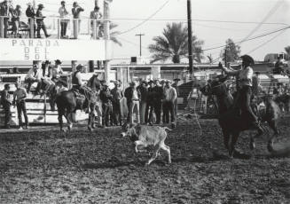 Calf Roper Misses at the Rodeo