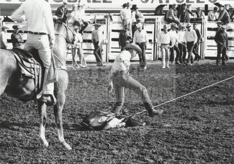 Time - A Calf Roper Hog Ties His Calf at the Rodeo