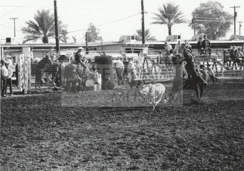 Calf Roper at the Rodeo