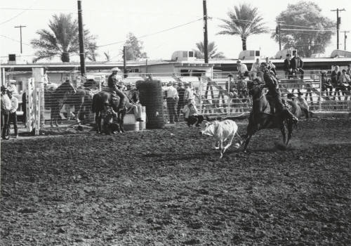Calf Roper at the Rodeo