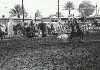 Calf Roper at the Rodeo