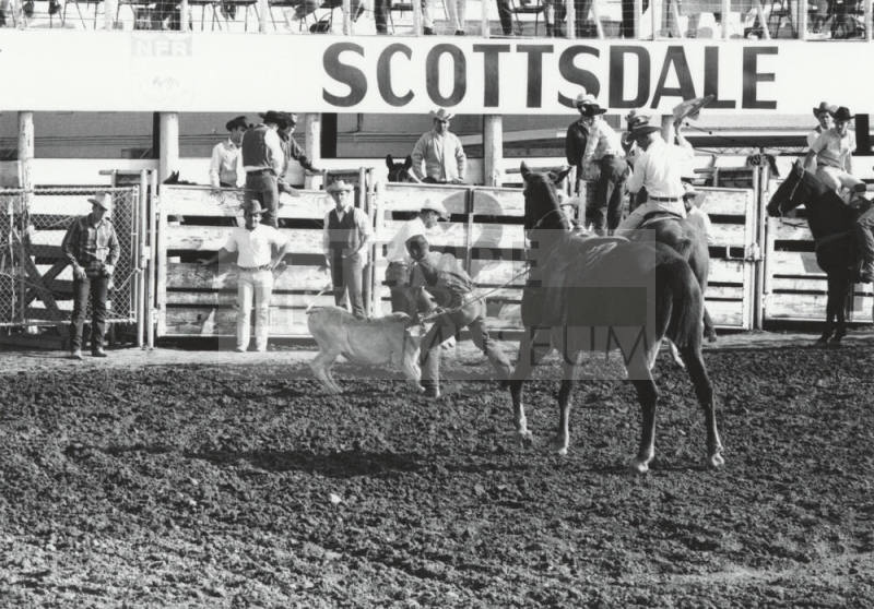 Roper Throwing the Calf at the Rodeo