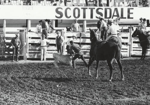 Roper Throwing the Calf at the Rodeo