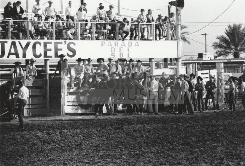 Saddle Bronc Rider Gets Thrown at the Rodeo