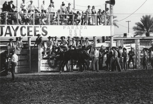 Saddle Bronc Rider Gets Thrown at the Rodeo