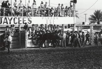 Saddle Bronc Rider Gets Thrown at the Rodeo