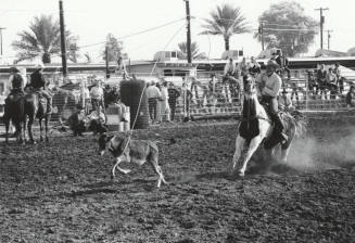 Calf Roper Reins in at the Rodeo