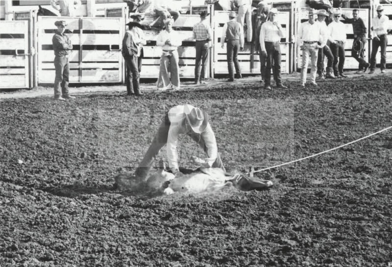 Calf Roper Starts to Hog Tie His Calf at the Rodeo
