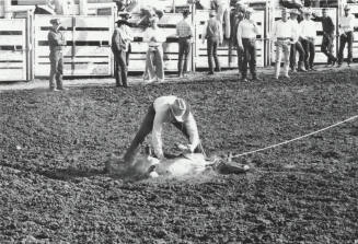 Calf Roper Starts to Hog Tie His Calf at the Rodeo