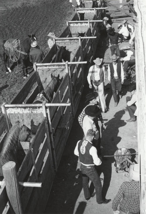 Bare Back Riders Get Ready at the Rodeo