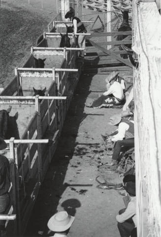 Back of the Chutes Before the Ride at the Rodeo