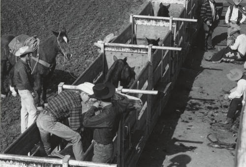 All Aboard - A Bare Back Rider Gets Set at the Rodeo