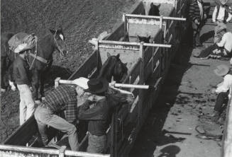 All Aboard - A Bare Back Rider Gets Set at the Rodeo