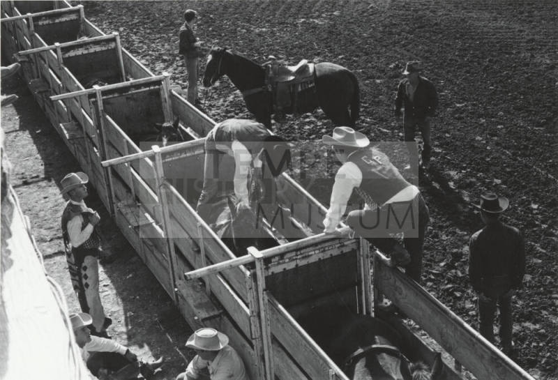 Bare Back Rider Gets Ready to Ride a Bronc at the Rodeo