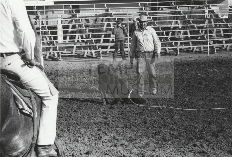 Calf Roping Practice at the Rodeo