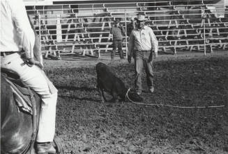 Calf Roping Practice at the Rodeo