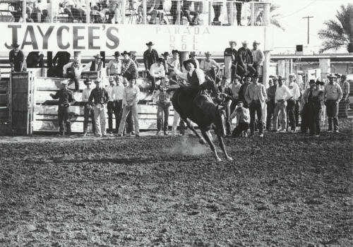 Bare Back Rider at the Rodeo