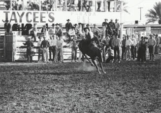 Bare Back Rider at the Rodeo