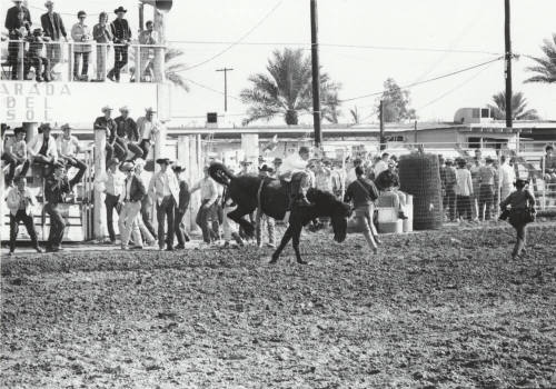 USC Bare Back Rider at ASU Rodeo