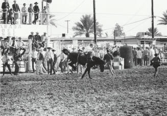 USC Bare Back Rider at ASU Rodeo