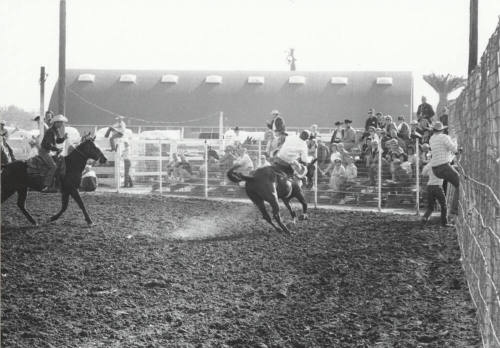 Bare Back Rider at the Rodeo