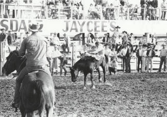 Bare Back Rider Being Thrown at the Rodeo