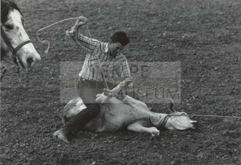Calf Roper Tying Three Hooves at the Rodeo