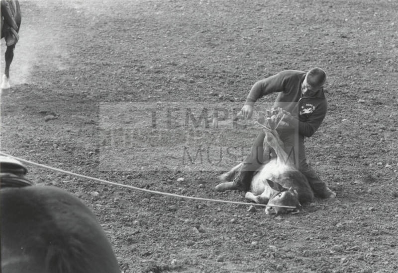 Calf Roper Finishes His Tie at the Rodeo