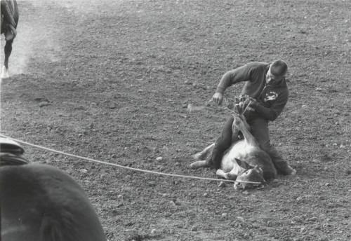 Calf Roper Finishes His Tie at the Rodeo