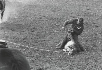 Calf Roper Finishes His Tie at the Rodeo