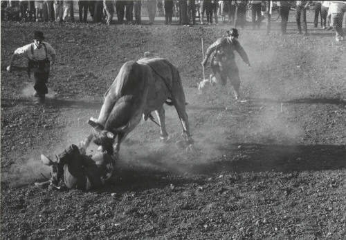 Bull Goes After Downed Rider at the Rodeo