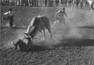 Bull Goes After Downed Rider at the Rodeo
