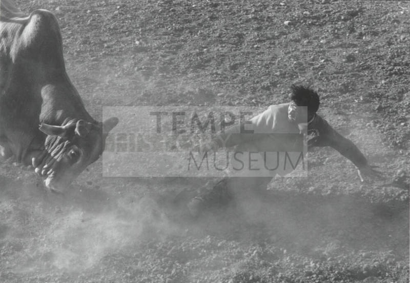 Bull Chasing Downed Rider at the Rodeo