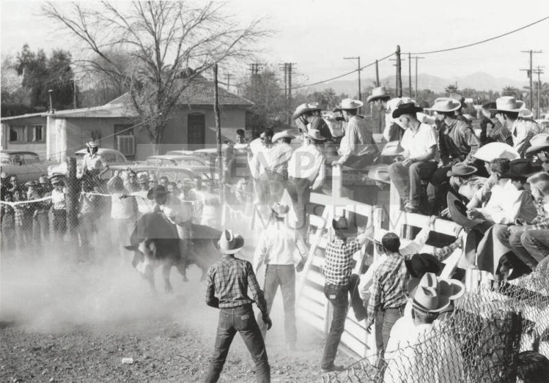 Bull Rider at the Rodeo