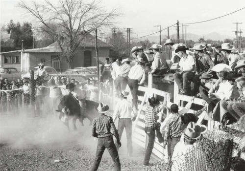 Bull Rider at the Rodeo