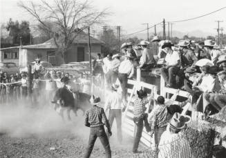 Bull Rider at the Rodeo