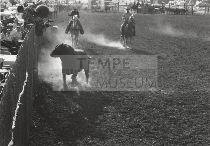 Bull Chases Clown Up Fence at the Rodeo