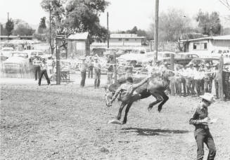 Bare Back Rider Gets Thrown at the Rodeo