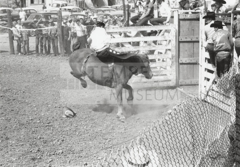 Bare Back Rider Right Out of the Chute at the Rodeo