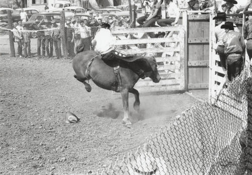 Bare Back Rider Right Out of the Chute at the Rodeo