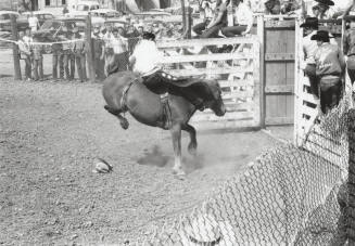 Bare Back Rider Right Out of the Chute at the Rodeo