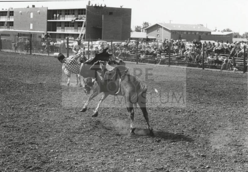 Saddle Bronc Rider Gets Thrown at the Rodeo