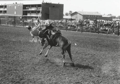 Saddle Bronc Rider Gets Thrown at the Rodeo